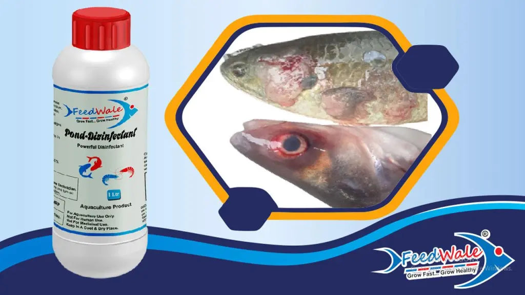 best treatment for fish fungus