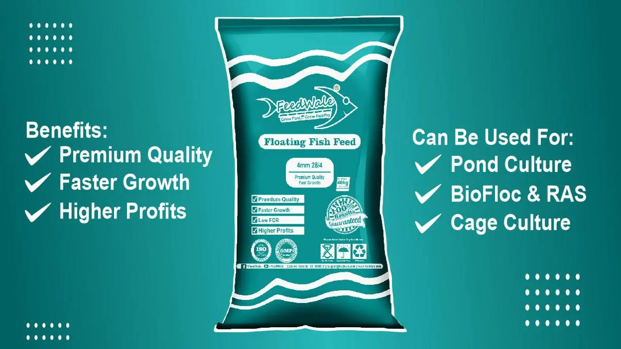Best Fish Feed for Fast Growth