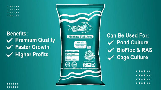 Best Fish Feed for Fast Growth