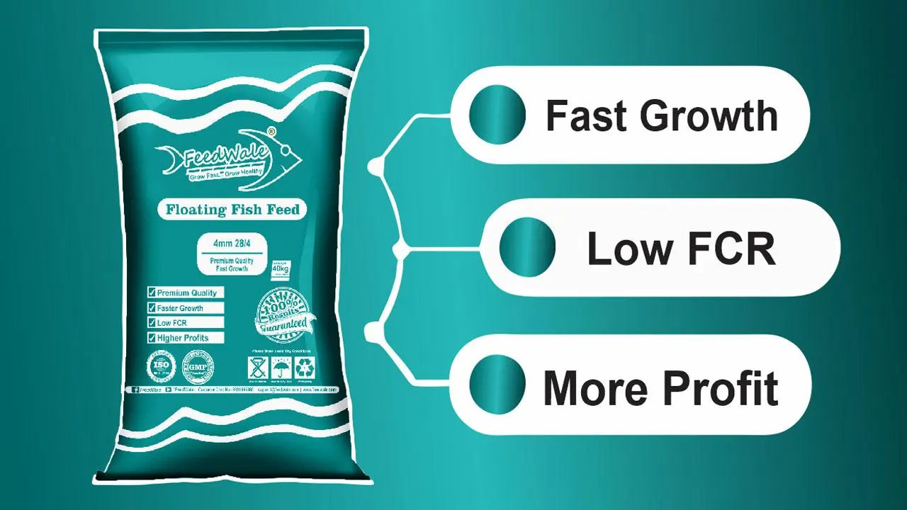 Best Fish Feed for Fast Growth