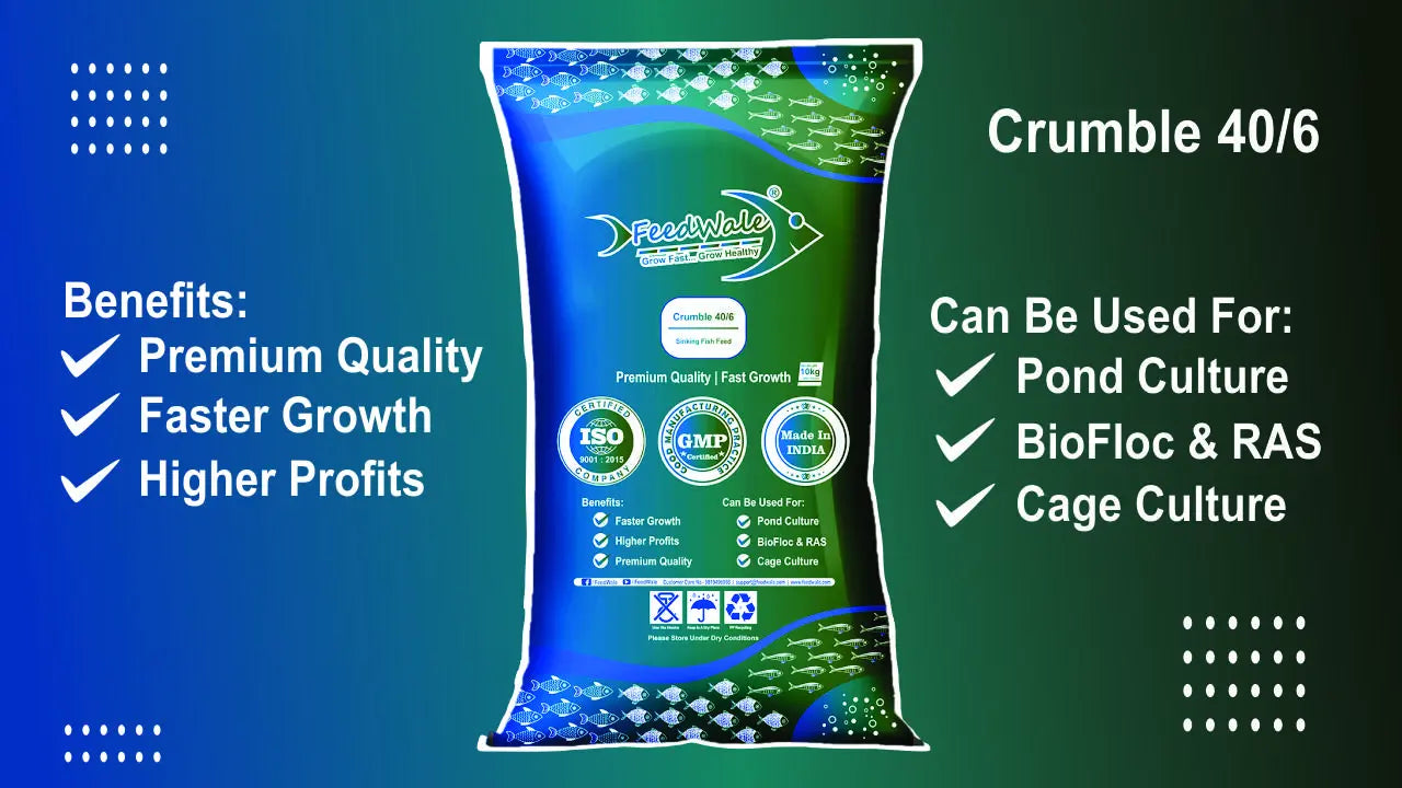 best starter fish feed