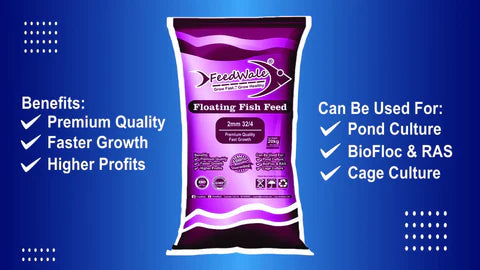 juvenile fish feed